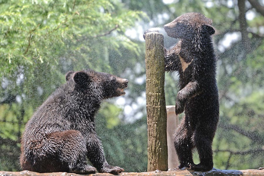 Staying cool at the zoo amid Shanghai heat wave