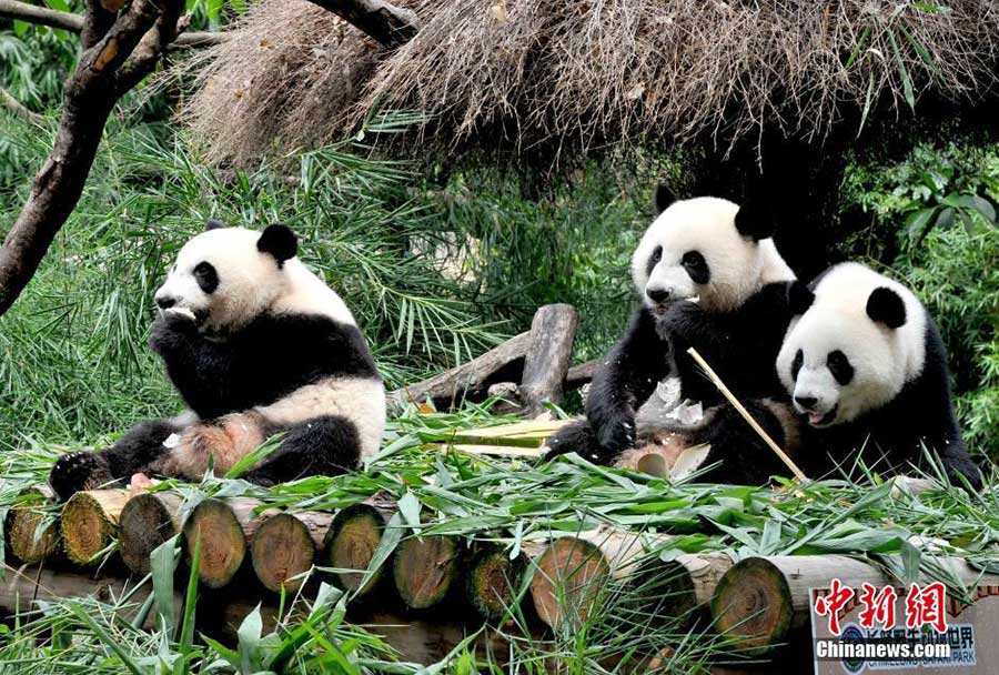 The world's only surviving panda triplets weaned from milk