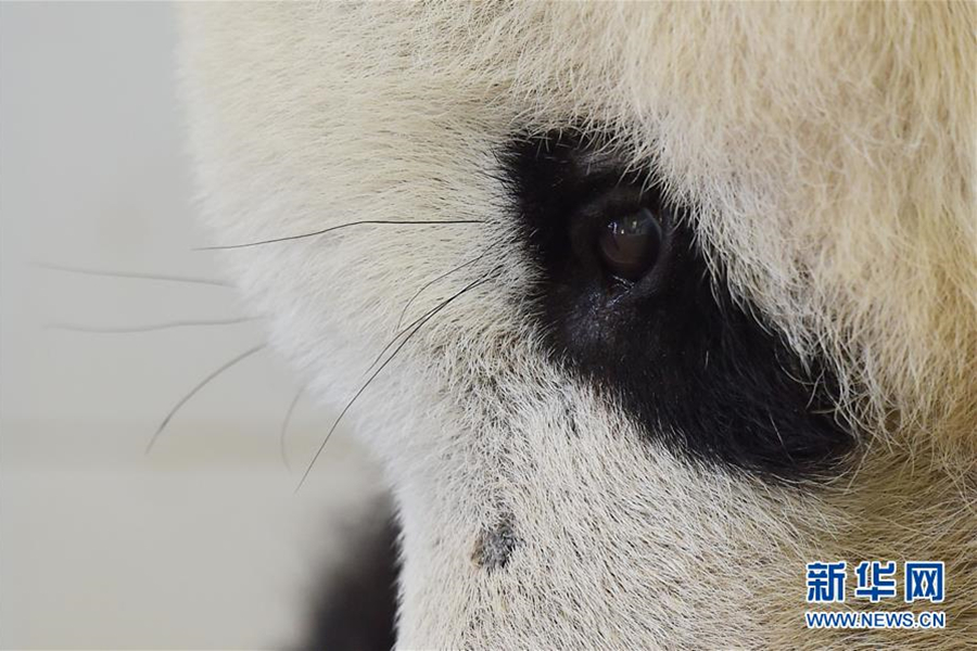Giant pandas find a shelter in nursing home