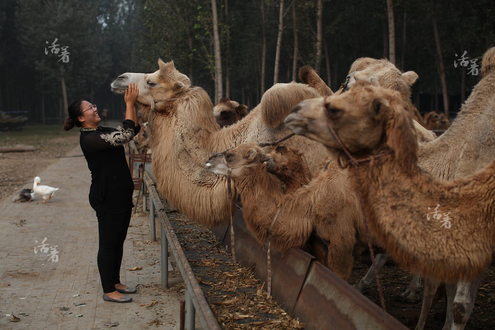 Post-80s woman makes a fortune in camel business