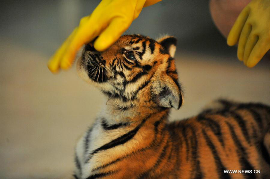 Twin South China tiger cubs born at Nanchang Zoo