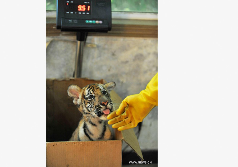 Twin South China tiger cubs born at Nanchang Zoo