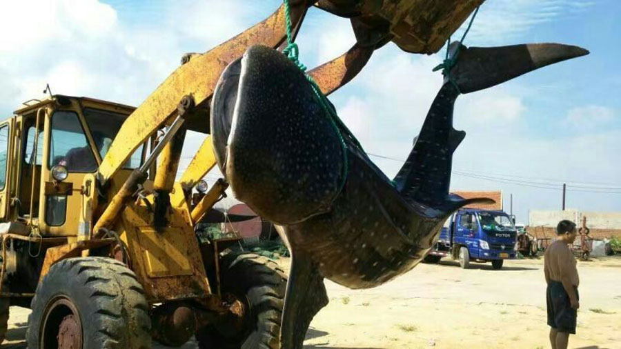Whale shark found dead in East China
