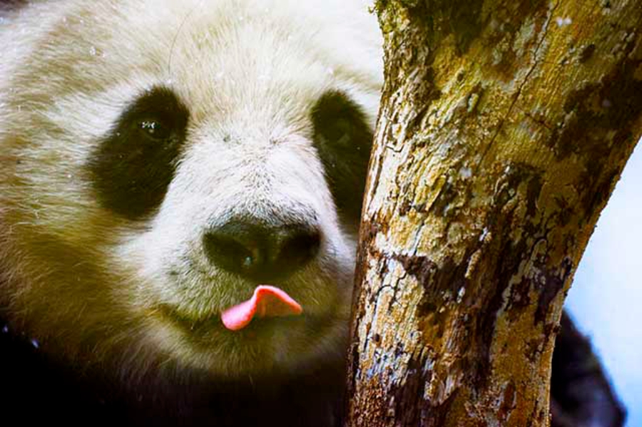 Giant panda no longer endangered - WWF