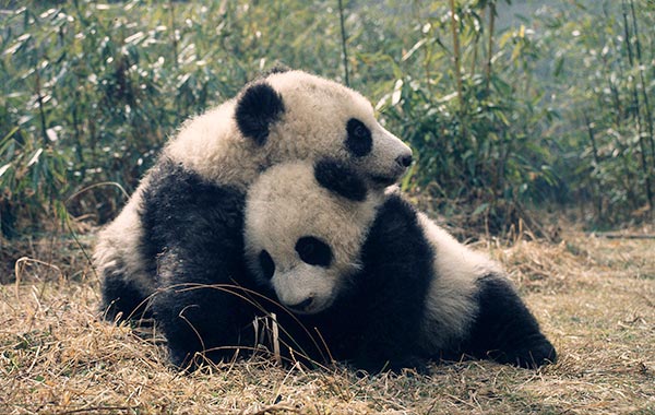 Pandas now classed as 'vulnerable'