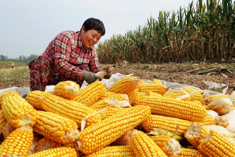 Chinese harvest in full swing