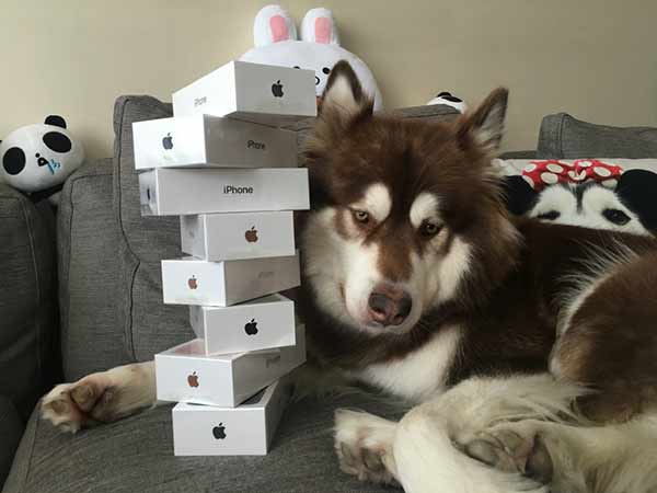 Son of China's richest man buys eight iPhone 7s for his dog