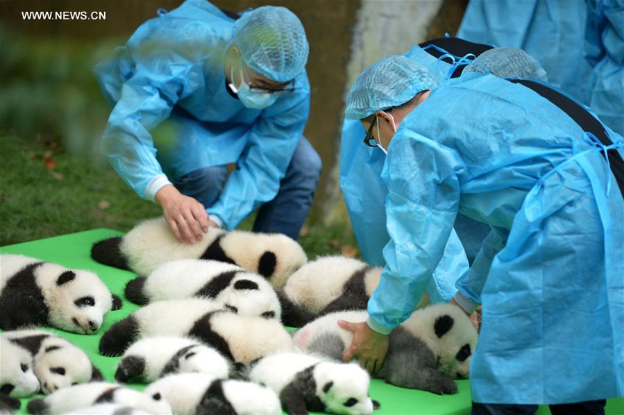 23 baby giant pandas born in 2016 make debut in Chengdu
