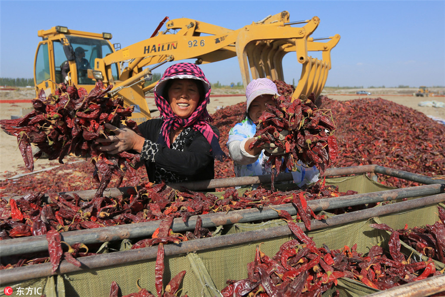 Harvesting bright red chilies in Xinjiang