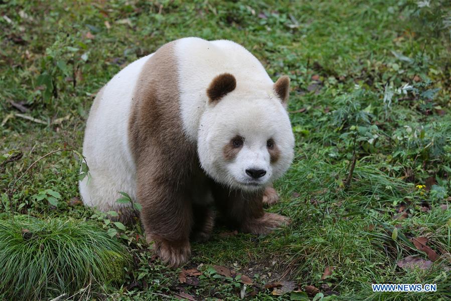 Qizai, rare brown giant panda in China