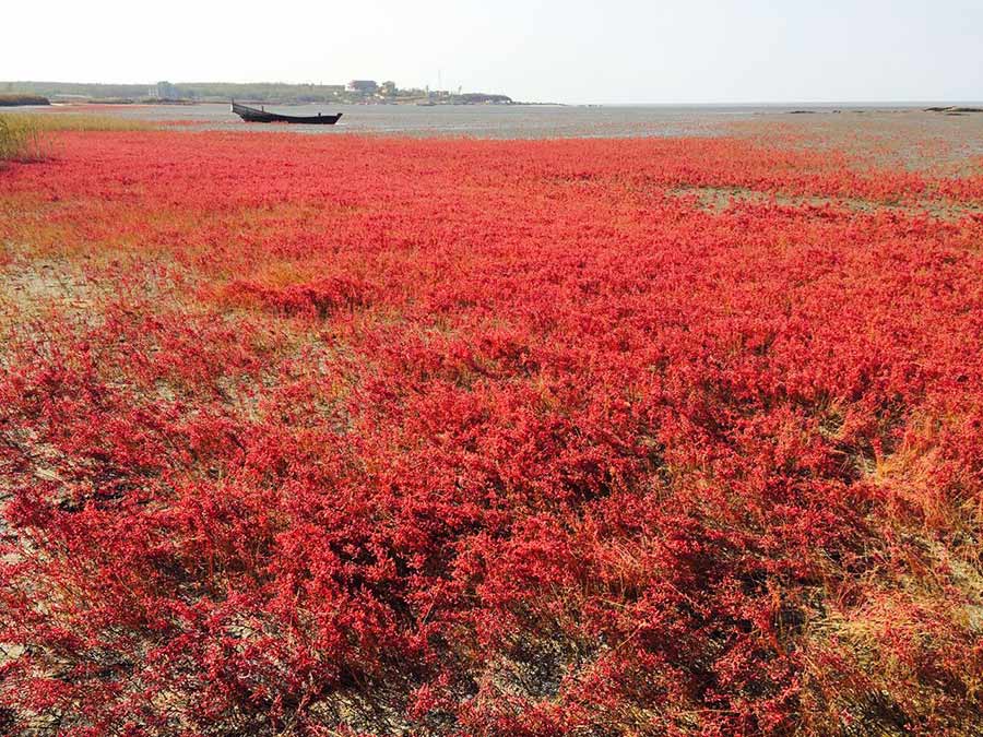 Beautiful red beach has stunning views in Northeast China