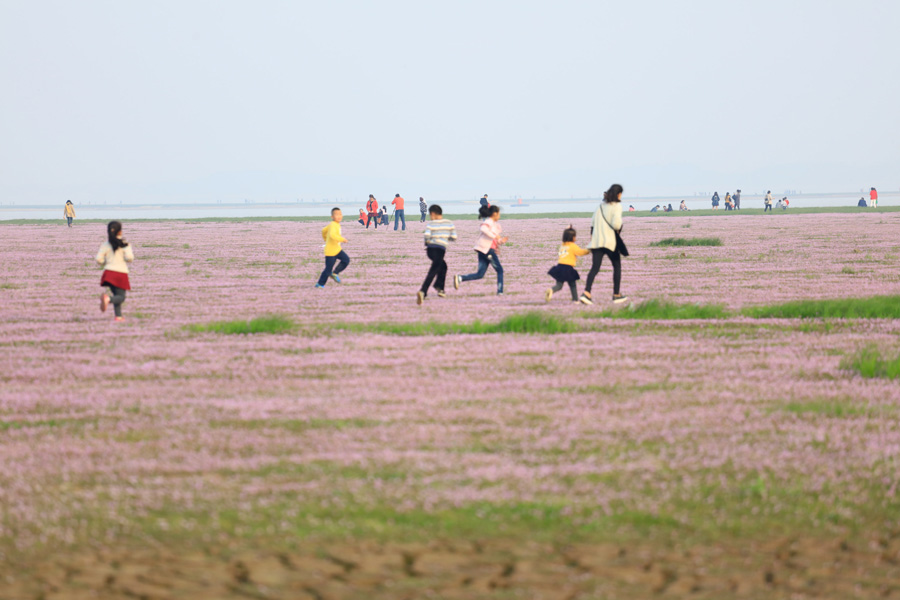 Sea of flowers in Poyang Lake