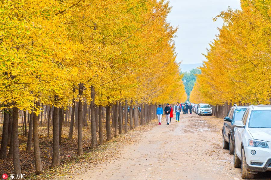 Places to enjoy golden gingko tree leaves