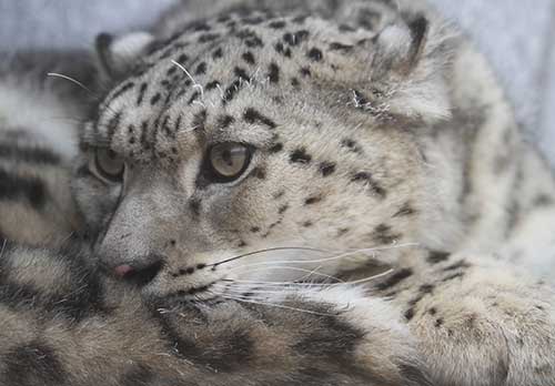 Snow leopards caught on camera