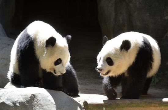 Returned pandas adapting to new Sichuan home