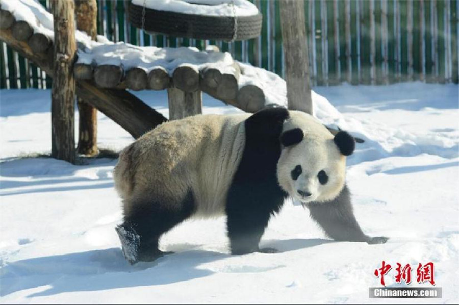 New home, new scenery: Giant pandas' first winter in NE China