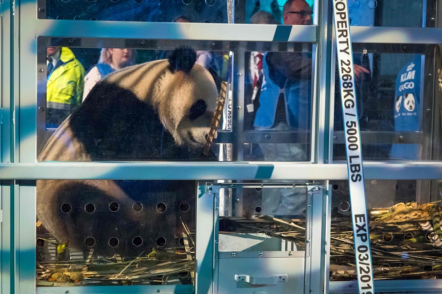 Two pandas from China greeted in Netherlands