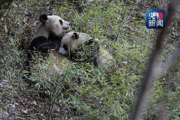 Captive panda mates with wild panda
