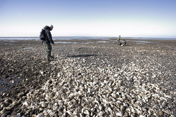 Denmark invites Chinese on 'oyster safaris'