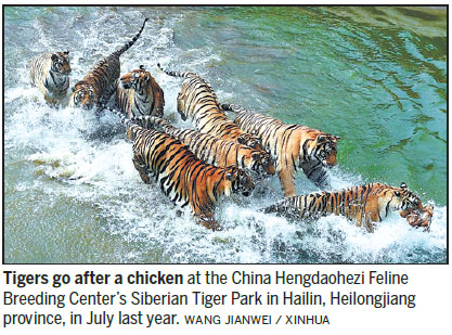 Captive tiger breeding improves genetic quality