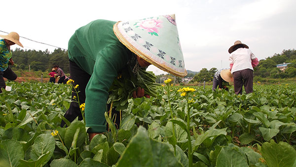 Village renewal began with new crops