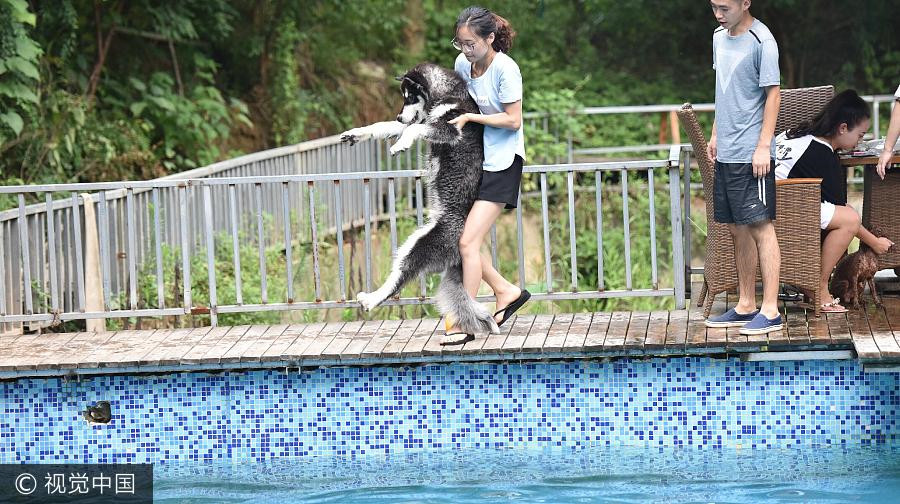 Man builds 2,000 square meters swimming pool for dogs