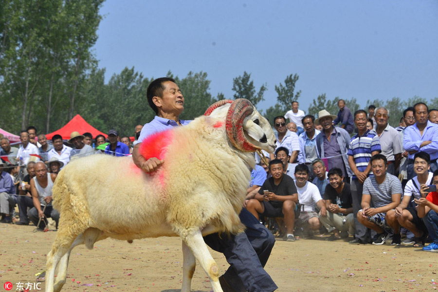 Goat fighting in Shandong