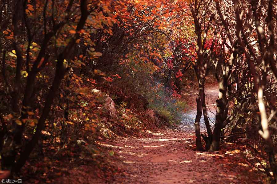 Gorgeous autumn scenery across China