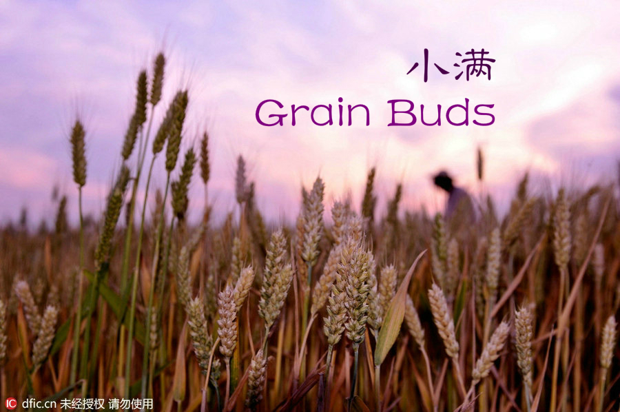 Culture Insider: 6 things you may not know about Grain Buds