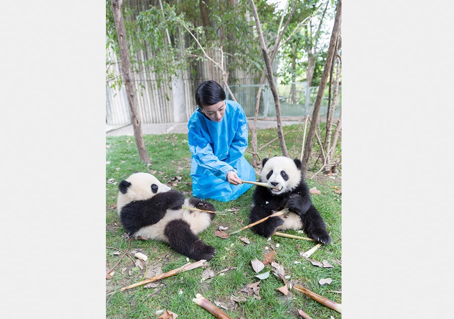 Zhou Xun visits base of giant panda in Sichuan