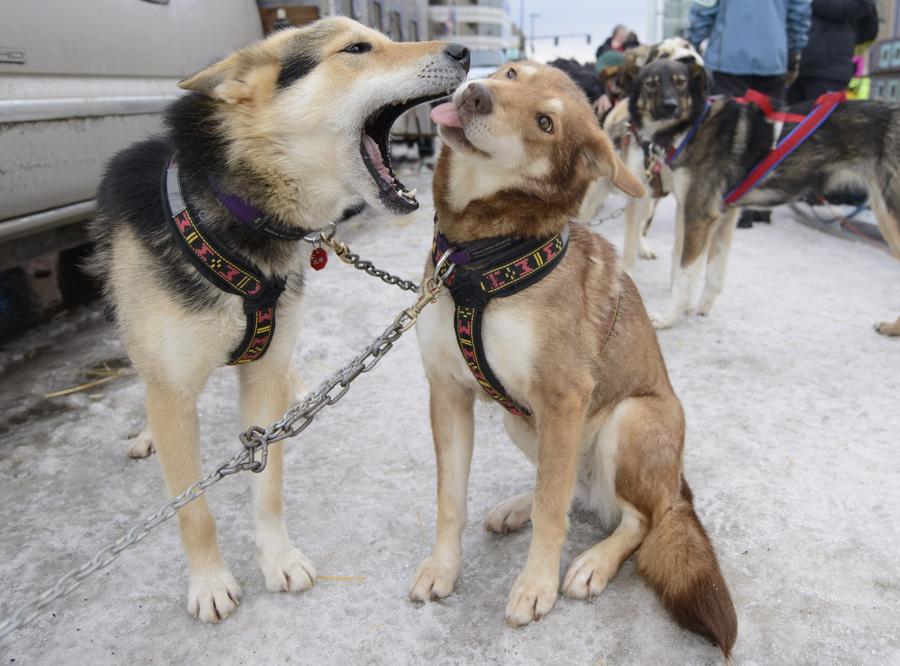 Iditarod Trail Sled Dog race paves a new way