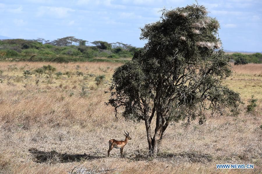 In pictures: Kenya's Nairobi National Park