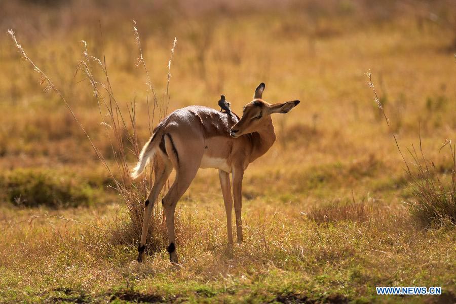 In pictures: Kenya's Nairobi National Park