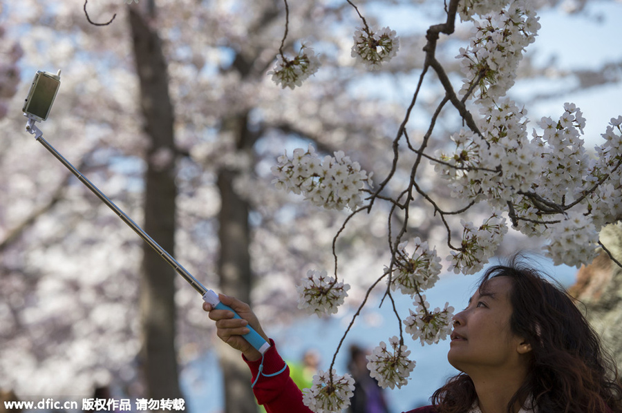 National festival underway with cherry blossoms in peak bloom