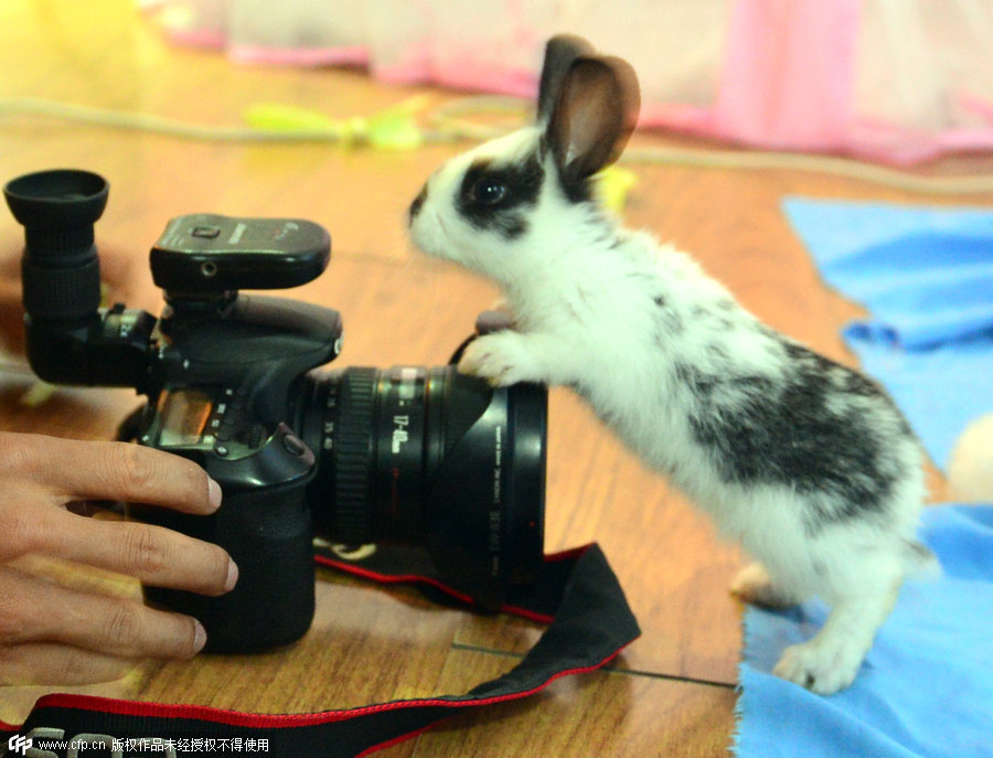 Photographing your pets