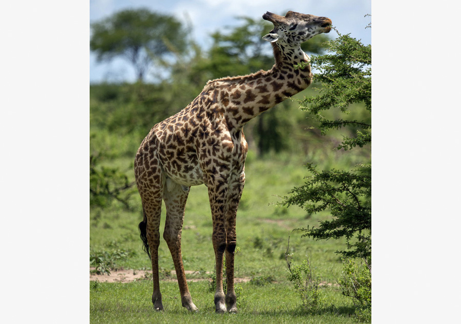 Giraffe survives for five years with zig-zag neck