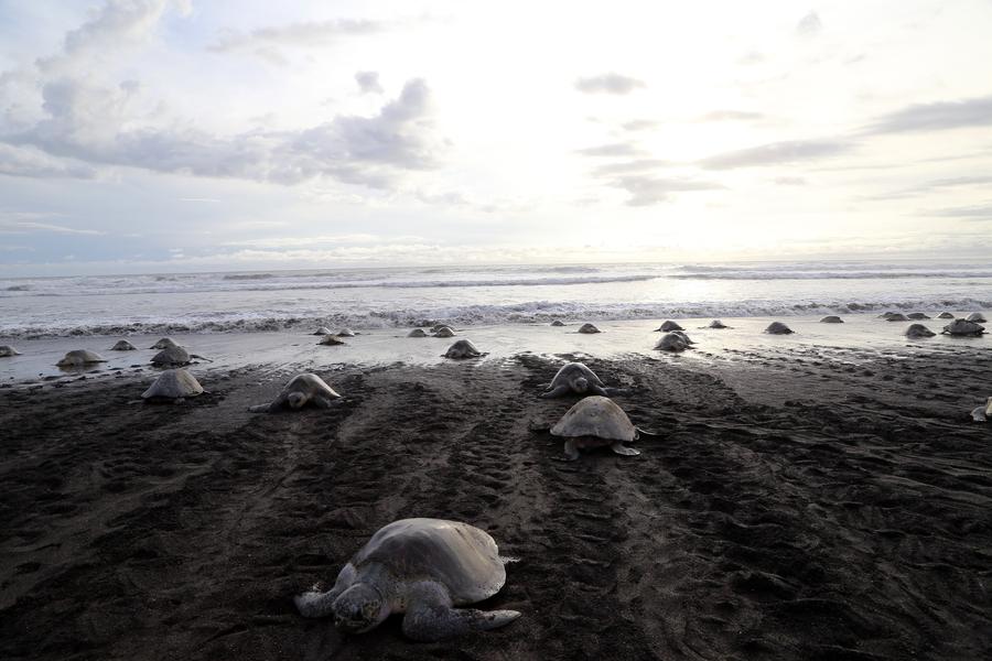 Over 250,000 sea turtles nest along Costa Rican coast