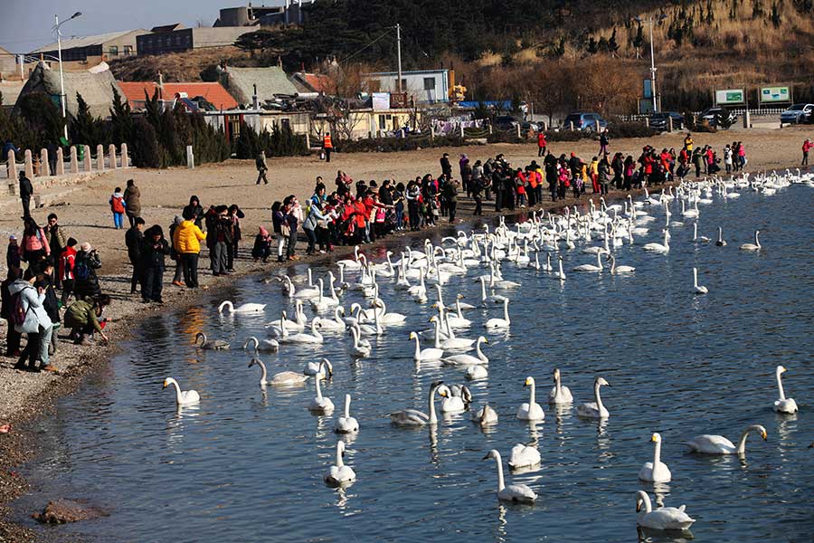 Yandunjiao in Shandong is an ideal habitat for whooper swans