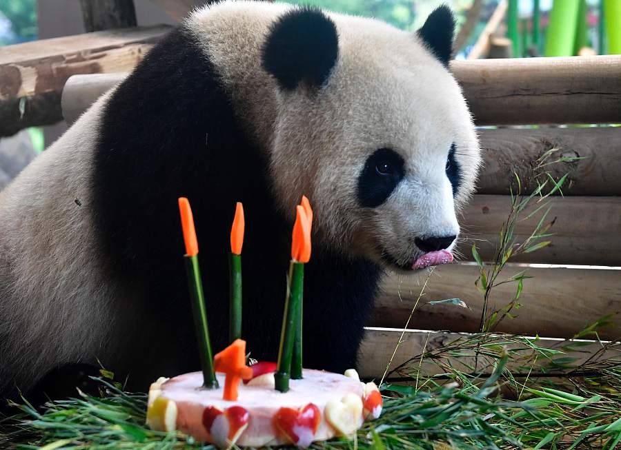 Chinese panda Meng Meng celebrates 4th birthday at Berlin zoo