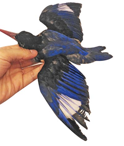 Making kingfisher feathers soar