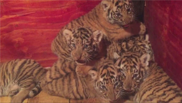 Tiger gives birth to seven cubs in rare breeding feat