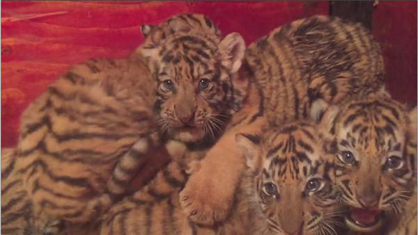 Tiger gives birth to seven cubs in rare breeding feat