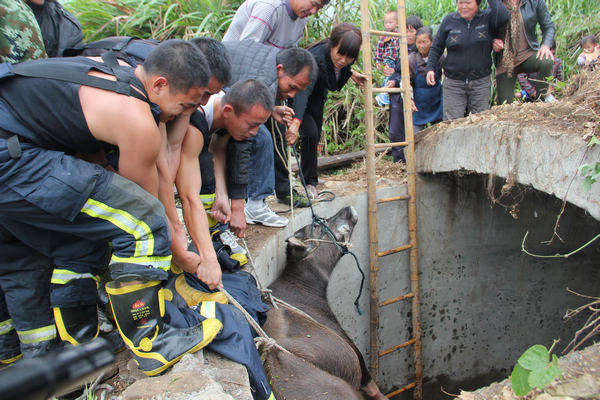 Firefighters rescue trapped buffalo