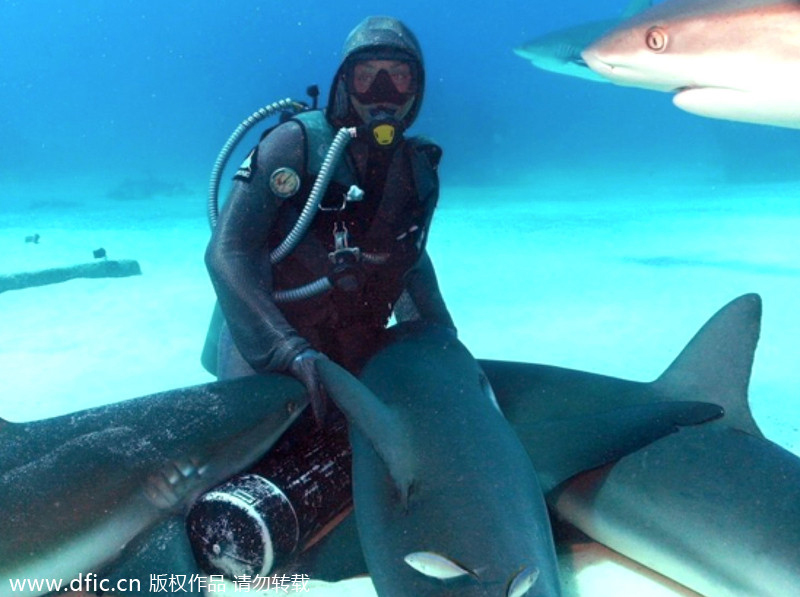 Beauty dives with sharks