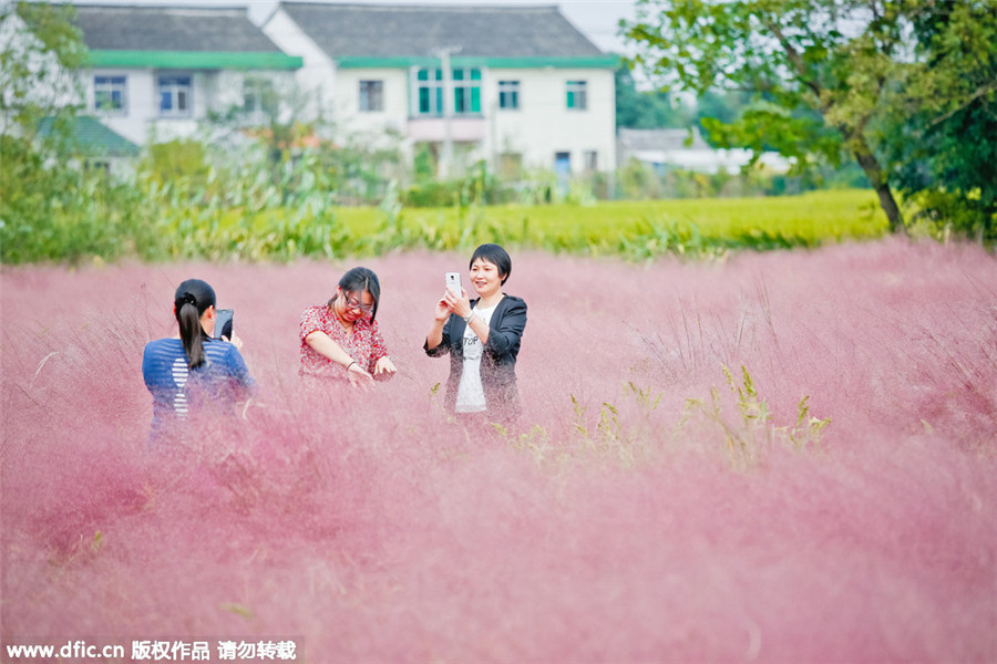 Pink landscape in Shanghai invites visitors