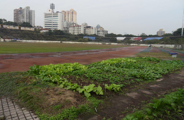 Historic stadium becomes vegetable plot