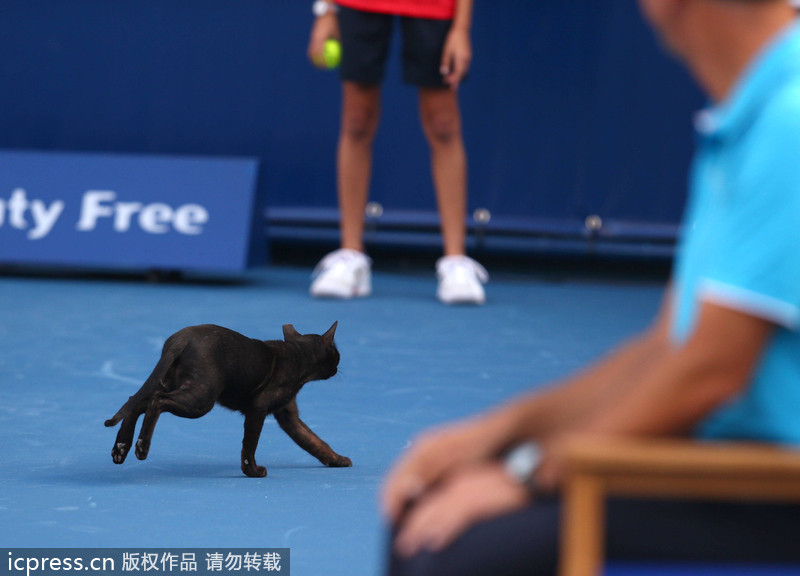 Pictures of the year 2013: Unexpected visitors on court
