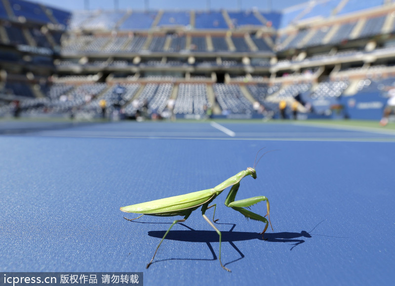 Pictures of the year 2013: Unexpected visitors on court