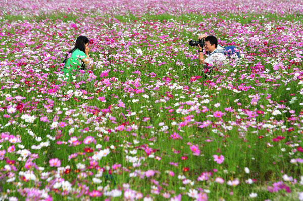 Tourists visit garden cosmos field in China's Sanya