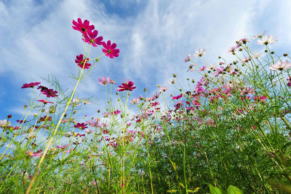 Tourists visit garden cosmos field in China's Sanya